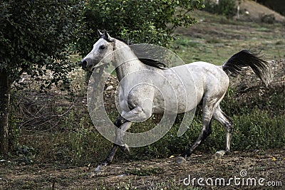 Portrait of a beautiful Arabian stallion horse trotting Stock Photo