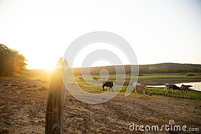 Stunning wide shot of cattle roaming on a landscape Stock Photo