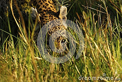 Stunning wild leopard drinking in Botwana`s bush veld Stock Photo