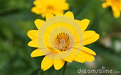 Stunning Yellow False Sunflower Blossom in a Garden Stock Photo