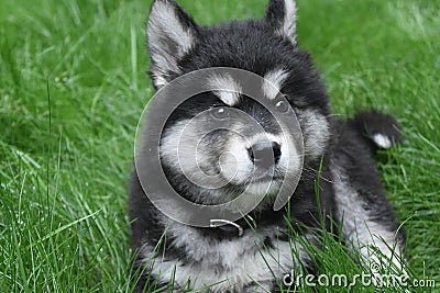 Stunning young alaskan husky puppy in the grass Stock Photo