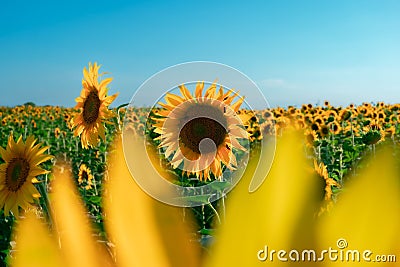 Stunninga field of sunflowers basking in the warm sunshine of a bright blue sky Stock Photo