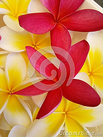 Stunnng Frangipani Stock Photo