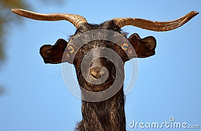 Stupid Mountain Goat Stock Photo