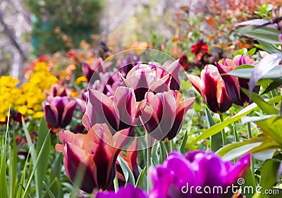 A sturdy flower stem sticks out of the noble purple tulip leaves Stock Photo