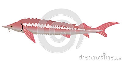 Sturgeon fish Vector Illustration