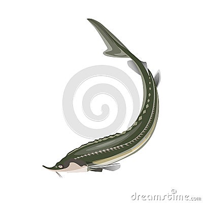 Sturgeon fish vector Vector Illustration