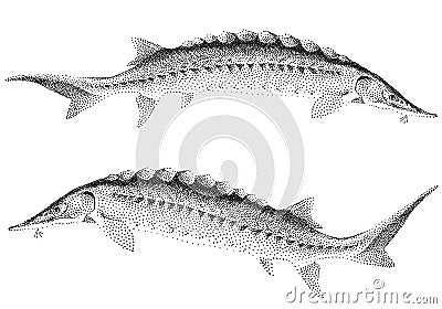 Sturgeon fishes, Vector Illustration