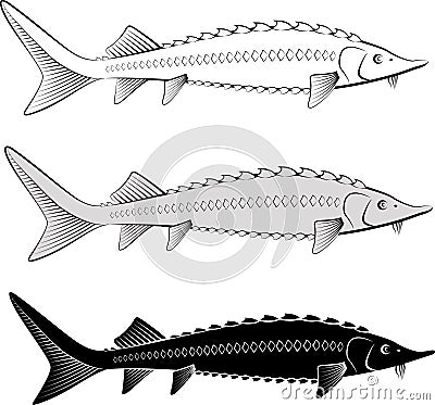 Sturgeon Vector Illustration