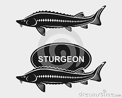 Sturgeon set. Vector Vector Illustration