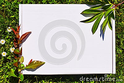 Styled stock photograpjy, mock-up digital file. Blank square for art work with green grass and white flowers background. Free Stock Photo