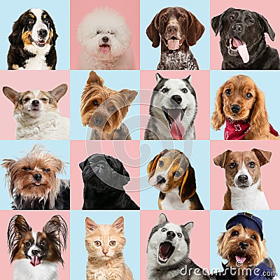 Stylish dogs and cats posing. Cute pets happy. Creative collage isolated on multicolored studio background Stock Photo