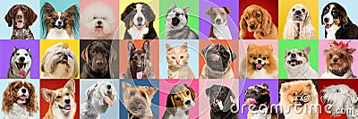 Stylish dogs and cats posing. Cute pets happy. Creative collage isolated on multicolored studio background Stock Photo