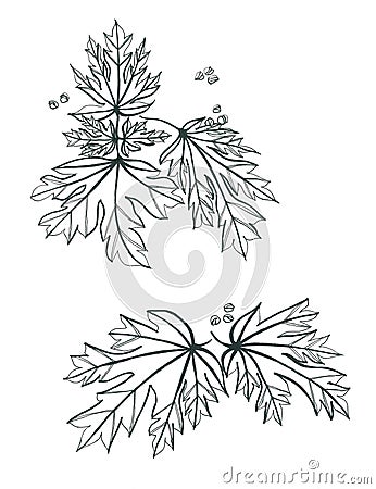Black and white pattern of openwork carved maple leaves with a scattering of small seeds Stock Photo