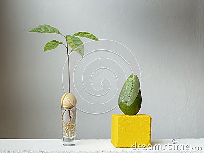 Stylish and botany composition of a young sprout of avocado plant from a seed with roots in water Stock Photo