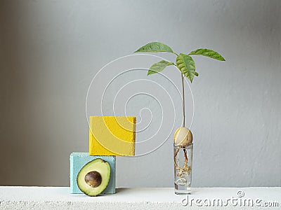 Stylish and botany composition of a young sprout of avocado plant from a seed with roots in water Stock Photo
