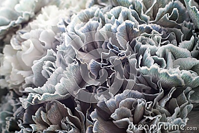 The Stylish bridal bouquet carnations colored in green in a tin pitcher on the window Stock Photo