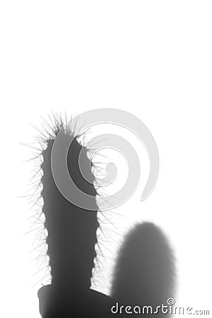 Stylish composition with silhouettes cactus plants. Gray shadows on a white wall Stock Photo