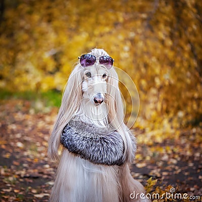 Stylish, fashionable dog, Afghan hound in a fur Manto and sunglasses Stock Photo