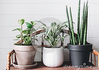 Stylish green plants in pots on wooden vintage stand on background of white rustic wall. Modern room decor. Peperomia, sansevieria Stock Photo