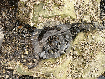 Stylish texture, seashells on a stone Stock Photo