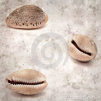 Stylish textured old paper background with small brown Cowrie shell Stock Photo