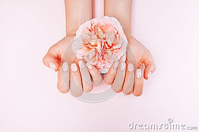 Stylish trendy female manicure. Woman`s Hands holding rose flower on pink background. Top view, flat lay Stock Photo
