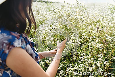 Stylish young woman in blue vintage dress and hat gathering white wildflowers in summer meadow. Tranquil summer in countryside. Stock Photo