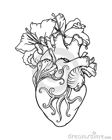 Stylized anatomical Human Heart drawing. Heart with white lilies in romantic style. Vector Illustration