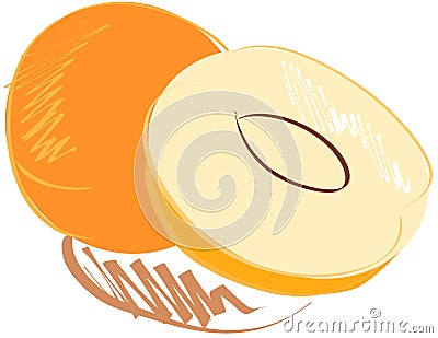 Stylized apricot isolated Vector Illustration