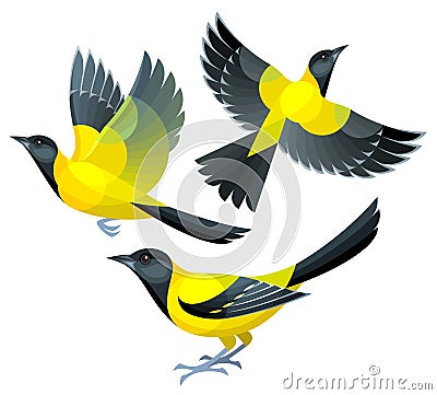 Stylized Birds - Audubon`s Oriole Vector Illustration
