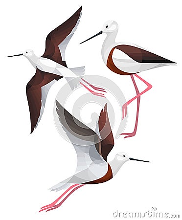 Stylized Birds - Banded Stilt Vector Illustration