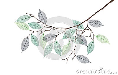 Stylized branch with skeleton of leaves Stock Photo