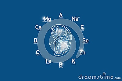 Stylized clockface with essential vitamins and microelements for human health, hand drawn human Spleen, dark blue background. Stock Photo