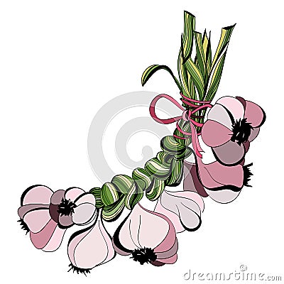 Stylized color sketch of a bundle of garlic groves Vector Illustration