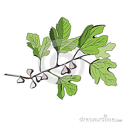 Stylized colored drawing of a branch of fig tree Vector Illustration