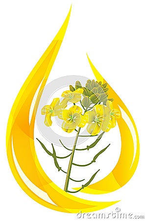 Stylized drop of oil and mustard flower. Vector Illustration