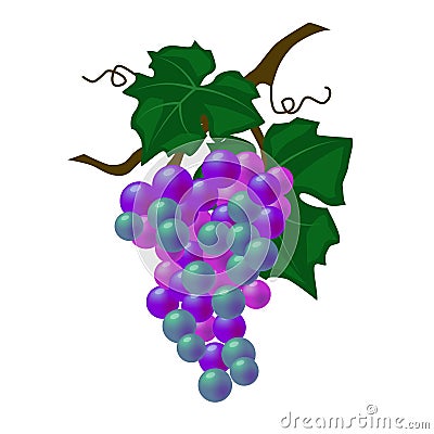 18 grapes, ripe bright grapes Vector Illustration