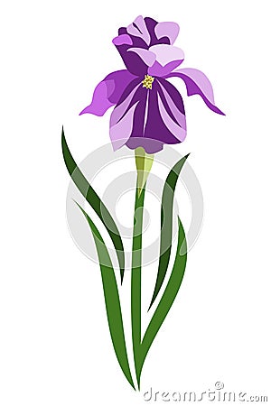 Stylized Purple Bearded Iris Flower Vector Illustration