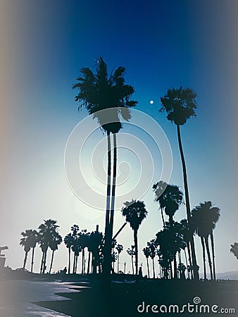 Stylized silhouette photo of palm trees at night at Venice Beach USA Stock Photo