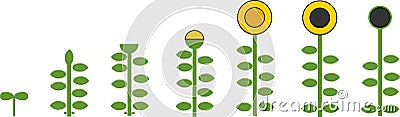 Stylized sunflower life cycle. Growth stages from seed to flowering and fruit-bearing plant Stock Photo