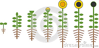 Stylized sunflower life cycle. Growth stages from seed to flowering and fruit-bearing plant with roots Stock Photo