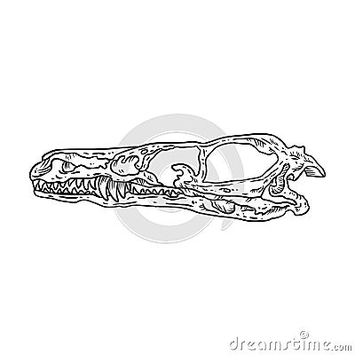 Stylized velociraptor dinosaur fossilized skull hand drawn image isolated on white background. Freehand sketch of carnivorous Vector Illustration