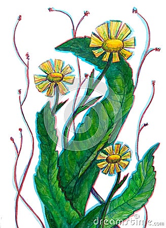 Stylized yellow wild flowers dandelion Cartoon Illustration