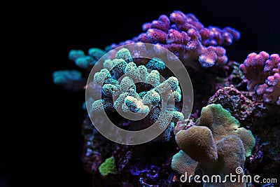 Stylophora green sps coral Stock Photo