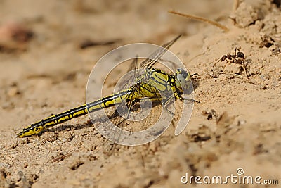 Stylurus Gomphus flavipes - The river clubtail or yellow-legged dragonfly is a species of dragonfly in the family Gomphidae Stock Photo