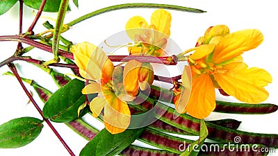 Styptic weed coffeeweed flowers fruits image Stock Photo