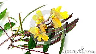 Styptic weed coffeeweed flowers fruits stock Stock Photo