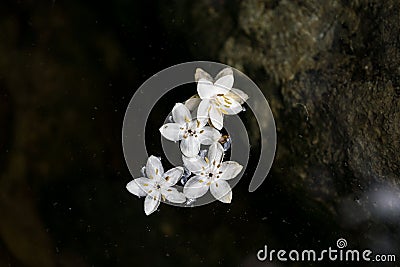 Styrax japonicus Stock Photo