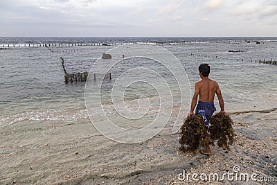 Indonesian seaweed farming Editorial Stock Photo